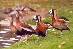 Whistling Ducks